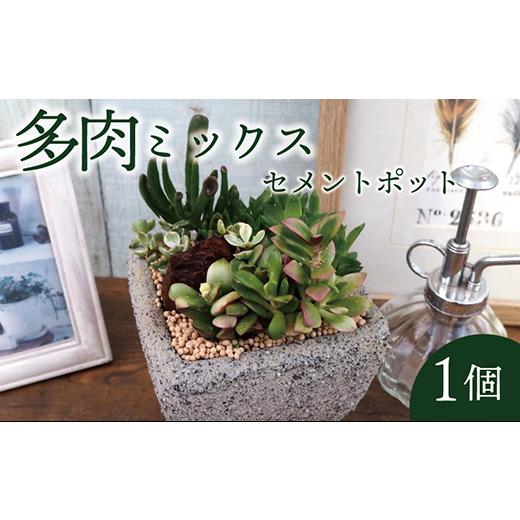 ふるさと納税 花・苗木 盆栽 京都府 久御山町 多肉植物ミックスセメントポット仕立て1個 1697819_1