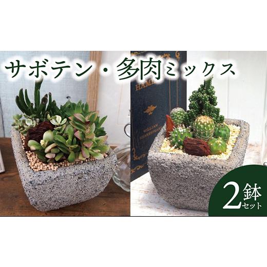 ふるさと納税 花・苗木 盆栽 京都府 久御山町 多肉植物ミックスセメントポット仕立て サボテンミックスセメントポット仕立て 2個セット(各1個ずつ) 1697833_1