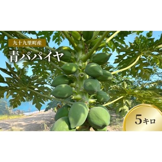 ふるさと納税 野菜類 千葉県 九十九里町 九十九里町産 青パパイヤ 5キロ 果物 フルーツ 野菜 パパイヤ サラダ ソムタム 炒め物 天ぷら パパイン ポリフェノ…