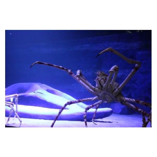 ふるさと納税 イベントやチケット等 愛知県 蒲郡市 G0728 竹島水族館 タカアシガニにエサやり貸し切りバックヤードツアー