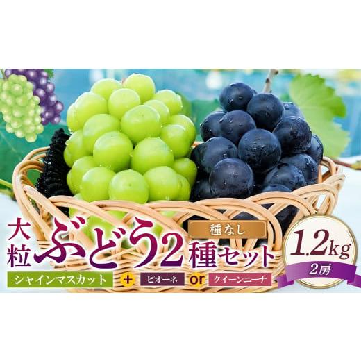 ふるさと納税 ぶどう マスカット 岡山県 美咲町 大粒 ぶどう 2種 セット シャインマスカット他 2房 計約1.2kg 2026年10月上旬から発送予定 / シャインマスカ…