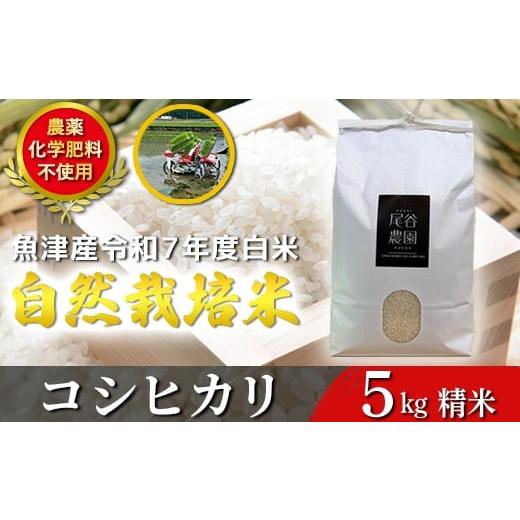 ふるさと納税 米 コシヒカリ 富山県 魚津市 令和7年度産米 尾谷農園 自然栽培米コシヒカリ 精米5kg 北海道・沖縄・離島への配送不可