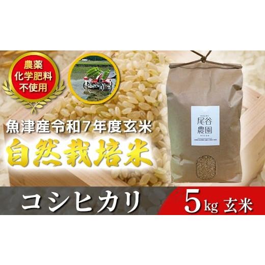 ふるさと納税 玄米 富山県 魚津市 令和7年度産米 尾谷農園 自然栽培米コシヒカリ 玄米5kg 北海道・沖縄・離島への配送不可