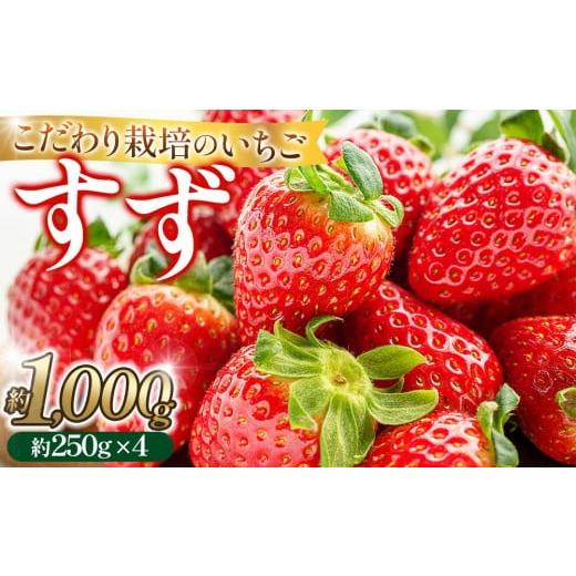 ふるさと納税 いちご 愛知県 大府市 こだわり栽培 いちご すず 約1kg(約250g×4パック) 2026年1月末〜2026年4月末までお届け