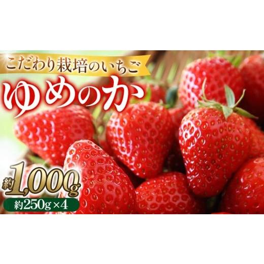 ふるさと納税 いちご 愛知県 大府市 こだわり栽培 いちご ゆめのか約1kg(約250g×4パック) 2026年1月〜2026年4月末までお届け