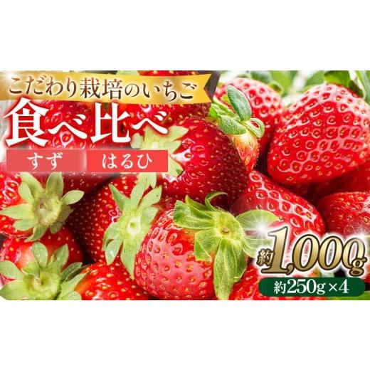 ふるさと納税 いちご 愛知県 大府市 こだわり栽培 いちご 食べ比べ すず&amp;はるひ(各2パック) 2026年1月下旬〜2026年4月末までお届け