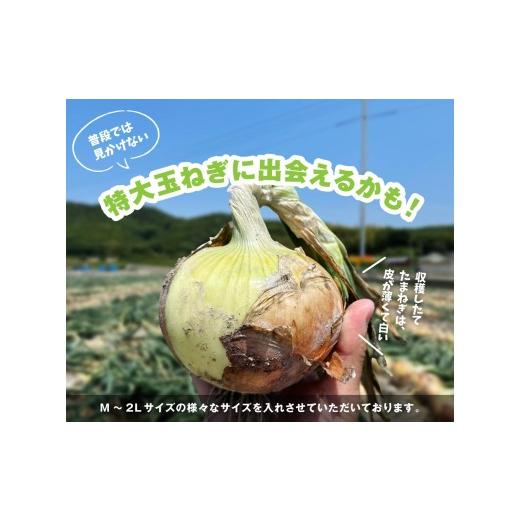 ふるさと納税 野菜類 玉ねぎ 兵庫県 南あわじ市  新玉予約 海月館 自社農場栽培 淡路島産 新玉ねぎ 3kg 新玉ねぎ 3kgの画像