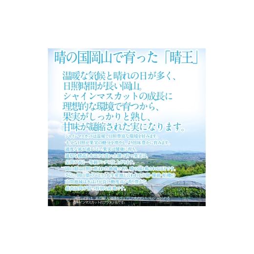 ふるさと納税 ぶどう マスカット 岡山県 瀬戸内市 2026年 先行予約受付中 シャインマスカット晴王 2房 約1.1kg 岡山県産 種無し 皮ごと食べる みずみずしい 甘…の画像