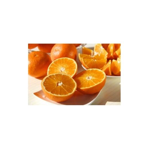 ふるさと納税 みかん・柑橘類 愛媛県 八幡浜市 鬼まどんな 計6kg E56-92 1699738