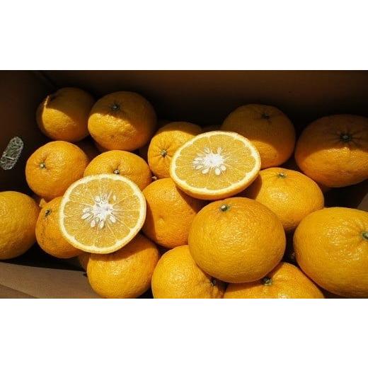 N.様　1本 ふるさと納税 みかん・柑橘類 オレンジ 静岡県 南伊豆町 先行予約