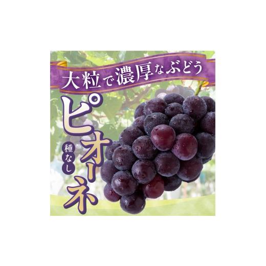 ふるさと納税 果物類 ぶどう 山梨県 上野原市  2026年先行予約 山梨県山梨市産 ぶどう約1kg（種なしピオーネ） ピオーネ 種なし 約1kg 1〜3房 ぶどう 葡萄 ブ…_3