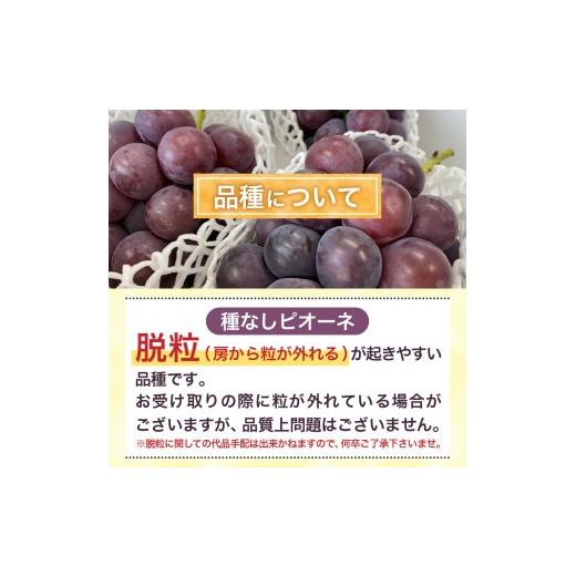 ふるさと納税 果物類 ぶどう 山梨県 上野原市  2026年先行予約 山梨県山梨市産 ぶどう約1kg（種なしピオーネ） ピオーネ 種なし 約1kg 1〜3房 ぶどう 葡萄 ブ…_7