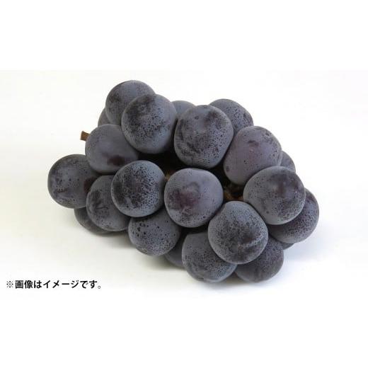 ふるさと納税 果物類 ぶどう 岡山県 美咲町 先行予約岡山県産ニューピオーネ 約500g×2房 計約1kg 2026年8月下旬〜10月下旬まで順次発送予定 葡萄 ぶどう ブド…