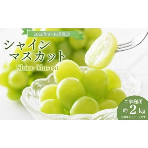 ふるさと納税 ぶどう マスカット 岡山県 鏡野町 2026年発送分 先行予約 9〜10月発送ご家庭用シャインマスカット2Kg箱 029-a013