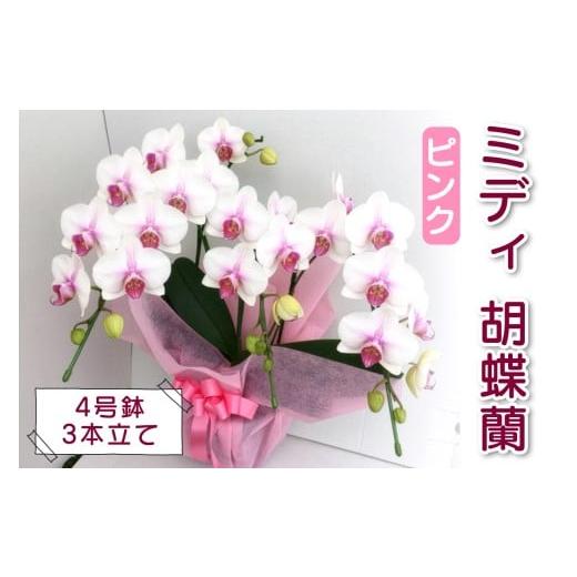 ふるさと納税 雑貨・日用品 苗木 千葉県 袖ケ浦市 予約受付 やない洋蘭園 ミディ胡蝶蘭ピンク (4号鉢/3本立て)|コンパクト 花 洋ラン ギフト お祝い 誕生日…