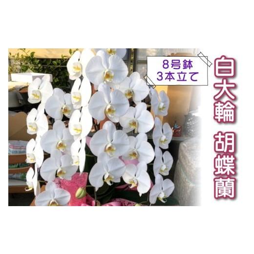ふるさと納税 雑貨・日用品 苗木 千葉県 袖ケ浦市 予約受付 やない洋蘭園 白大輪胡蝶蘭 (8号鉢/3本立て)|花 ギフト 洋ラン お祝い 誕生日 記念日 敬老の日 …