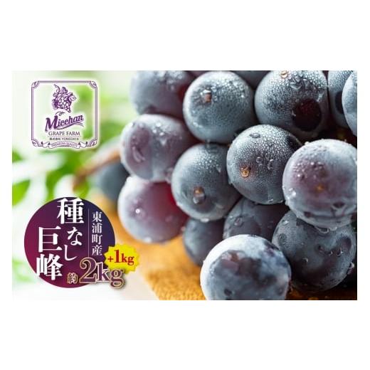 ふるさと納税 ぶどう 巨峰 愛知県 東浦町 先行予約 2026年8月発送 東浦町産 種なし巨峰・約3kg(2kg+1kg ) みっちゃんぶどう園