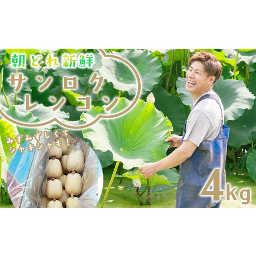 ふるさと納税 人参・大根・他根菜 茨城県 つくば市 朝採れをすぐに発送 筑波山の麓で採れたサンロクレンコン4kg レンコン 蓮根 朝採れ 朝どれ 野菜 新鮮 茨城…