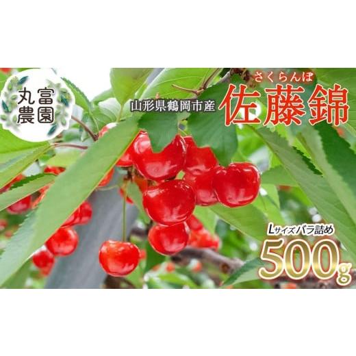 ふるさと納税 果物類 さくらんぼ 山形県 鶴岡市 令和8年産先行予約 さくらんぼ 佐藤錦 Lサイズ バラ詰め 500g 山形県鶴岡市産 丸富農園
