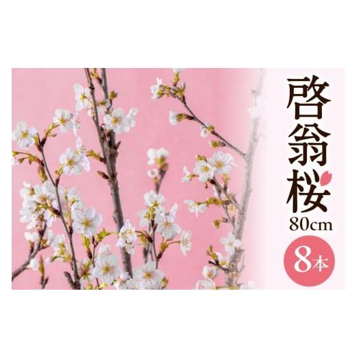 ふるさと納税 雑貨・日用品 花 山形県 東根市 2026年 1月5日〜発送 啓翁桜 (Mサイズ) 80cm×8本 山形県 東根市 hi003-161