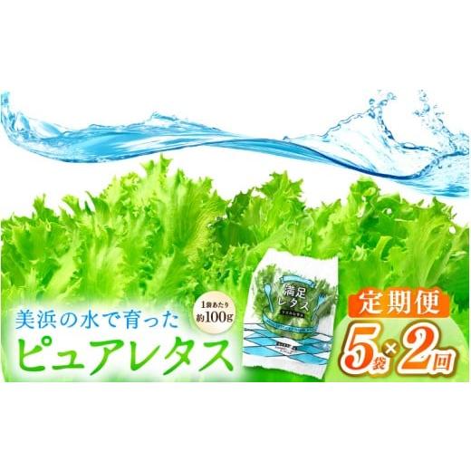 ふるさと納税 野菜類 福井県 美浜町 定期便 2ヶ月連続お届け 美浜の水で育ったピュアレタス フリルレタス 5袋 栽培期間中 農薬不使用 野菜 生野菜 レタス グ…