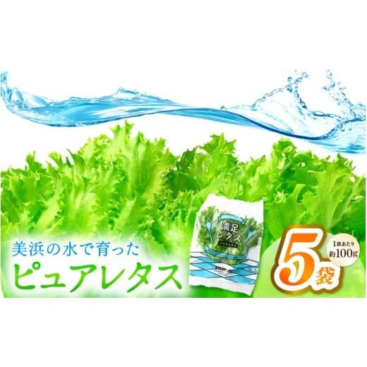 ふるさと納税 野菜類 福井県 美浜町 美浜の水で育ったピュアレタス フリルレタス 5袋 栽培期間中 農薬不使用 野菜 生野菜 レタス グリーンリーフ サラダ サン…