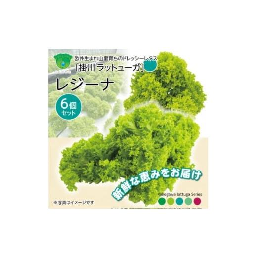 ふるさと納税 野菜類 静岡県 掛川市 こだわりの1種×6株 リーフレタス「掛川ラットューガ・レジーナ」 1695451