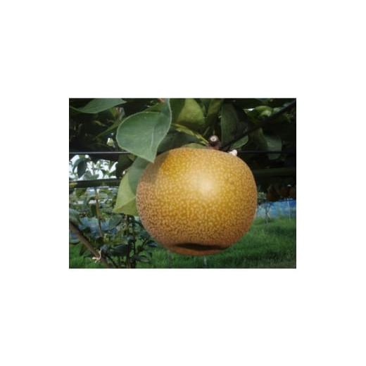 ふるさと納税 梨 静岡県 磐田市 先行受付 150口限定 梨『あきづき』(2026年8月下旬〜9月中旬発送予定) 1697211