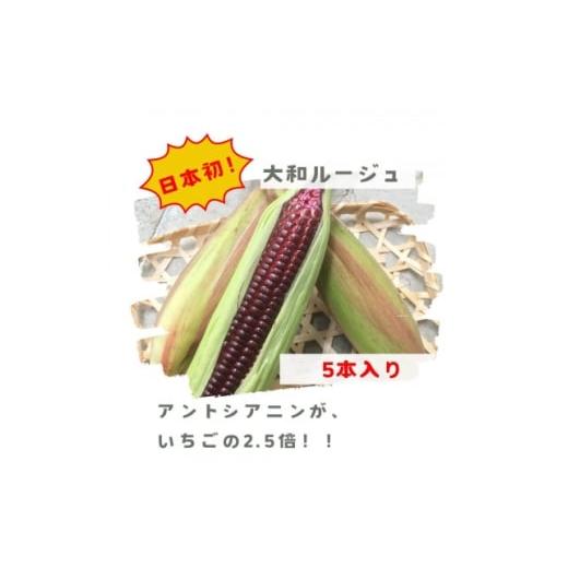 ふるさと納税 とうもろこし 奈良県 天理市 先行予約 2026年7月上旬頃から順次発送 天理市産・大和ルージュ 5本セット(1kg以上) 1700841