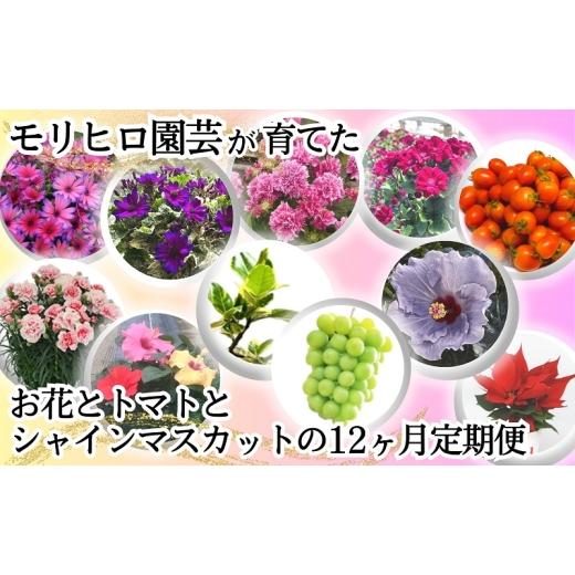 ふるさと納税 花・苗木 香川県 観音寺市 モリヒロ園芸が育てたお花とトマトとシャインマスカットの12ヶ月定期便 植物 果物類 ぶどう フルーツ 野菜 ミニトマト…