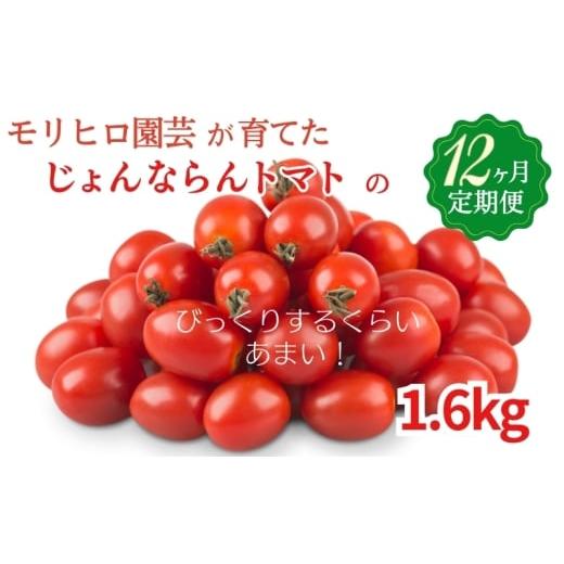 ふるさと納税 トマト ミニトマト 香川県 観音寺市 モリヒロ園芸が育てたじょんならんトマトの12ヶ月定期便 野菜 ミニトマト