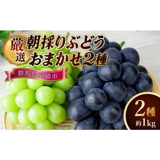 ふるさと納税 ぶどう マスカット 群馬県 前橋市 2026 先行予約 厳選朝採りぶどうおまかせ2種箱 合計2房 約1kg 農家直送品 | 朝採れ シャインマスカット 巨峰 …