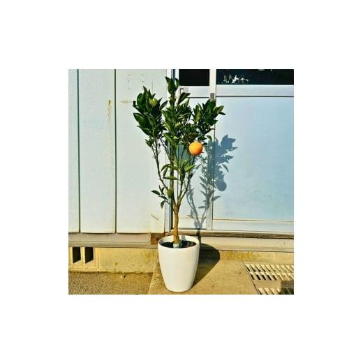 ふるさと納税 雑貨・日用品 苗木 三重県 鈴鹿市 2026年5月中旬から発送 みかんの苗木 せとか 7号 鉢カバー 果樹苗(ガーデニング用)