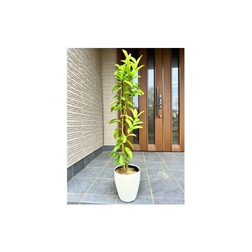 ふるさと納税 雑貨・日用品 苗木 三重県 鈴鹿市 2026年5月中旬頃発送 レモンの木(璃の香)りのか 7号鉢カバー(ガーデニング用)