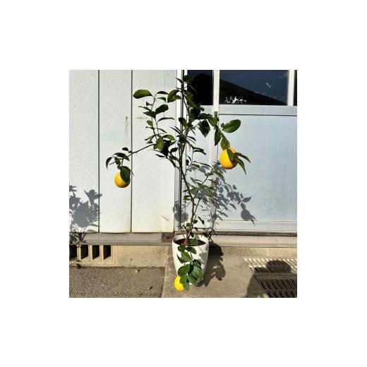 ふるさと納税 雑貨・日用品 苗木 三重県 鈴鹿市 2026年5月中旬〜発送 レモンの木 マイヤーレモンの苗木 7号鉢カバー実付きのいい品種(ガーデニング用)