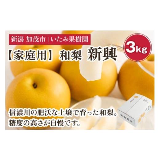 ふるさと納税 梨 新潟県 加茂市 2026年先行予約 家庭用 新潟県産 新興梨 3kg(7〜11玉)[10月下旬以降発送] 和梨 なし ナシ 果物 しんこう フルーツ 新潟県…