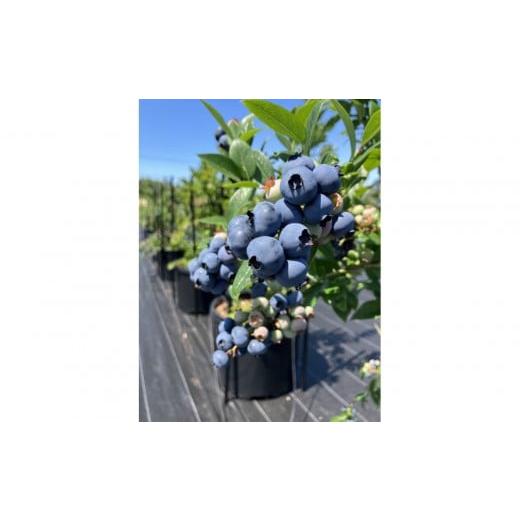 ふるさと納税 体験チケット 北海道 江別市 ブルーベリー狩り (大人2人)