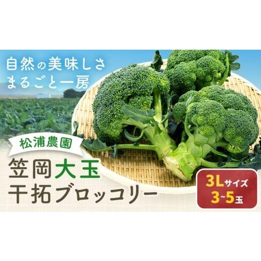 ふるさと納税 野菜類 岡山県 笠岡市 大玉 干拓 ブロッコリー 3Lサイズ 3~5玉 松浦農園 配送不可地域あり (離島)[12月上旬-5月中旬頃出荷] 岡山県 笠岡市 …