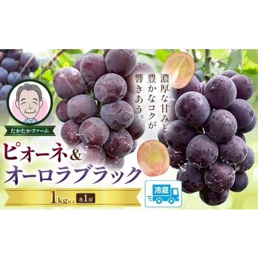 ふるさと納税 果物類 ぶどう 岡山県 笠岡市 ぶどう ピオーネ オーロラブラック 計2房 1kg 以上 [8月下旬-9月中旬頃出荷] たかたかファーム ブドウ 葡萄 黒系…