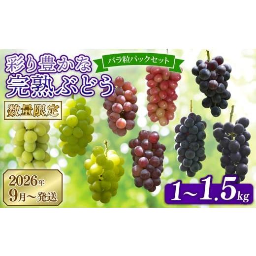 ふるさと納税 ぶどう 奈良県 奈良市 先行予約 2026年発送 彩り豊かな完熟ぶどう バラ粒パックセット 1kg 500g×2P 9種類 食べ比べ 数量限定 予約受付中 早期…
