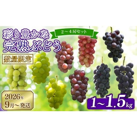 ふるさと納税 ぶどう 奈良県 奈良市 先行予約 2026年発送 彩り豊かな完熟ぶどう 2〜3房セット 1kg 9種類 食べ比べ 数量限定 予約受付中 早期終了 予定あり ぶ…