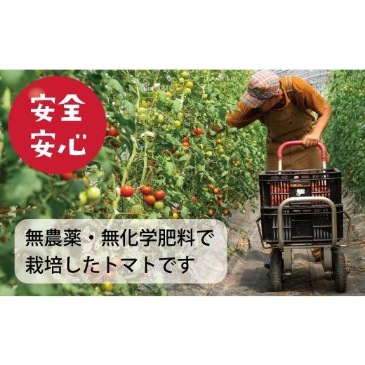 ふるさと納税 果汁飲料 トマト 北海道 当麻町  ミディトマト使用 のんの畑北海道のトマトジュース「たいせつなトマト」 500ml×12本の画像