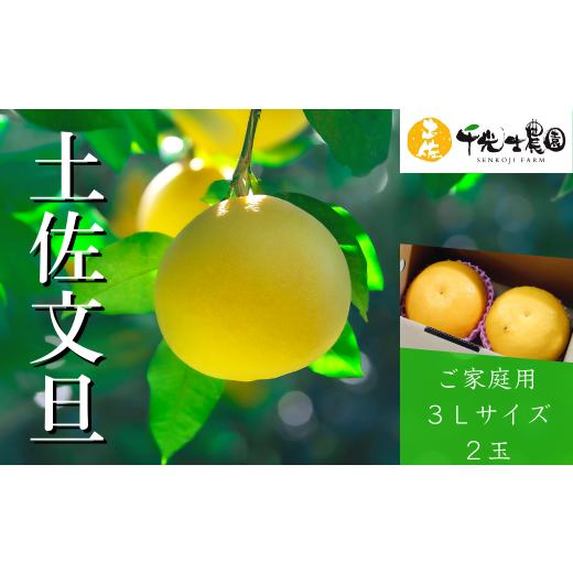 ふるさと納税 みかん・柑橘類 高知県 安芸市 先行予約 千光時農園の土佐文旦 2玉 3L サイズ 2026年2月より順次発送 家庭用 贈答用 ぶんたん ブンタン 柑橘 み…