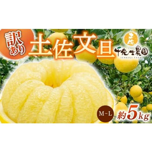 ふるさと納税 みかん・柑橘類 高知県 安芸市 先行予約受付 R8年発送 土佐文旦 M~L 約5kg 訳あり ぶんたん ワケあり 果物 柑橘 みかん 高知県 特産品 贈答用 …