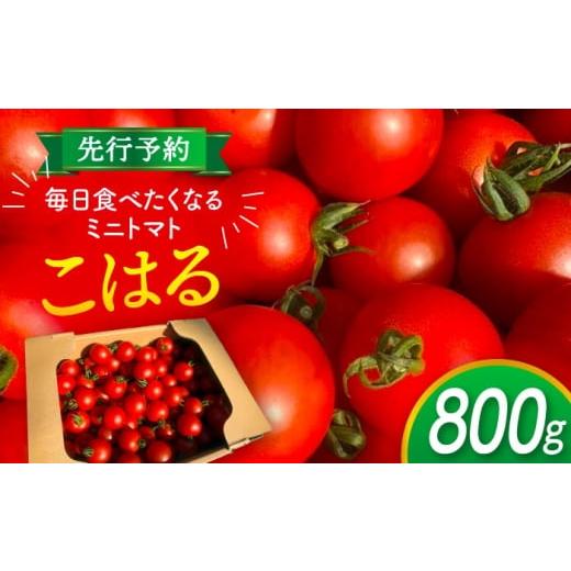 ふるさと納税 トマト ミニトマト 愛知県 愛西市 先行予約 ＼毎年10月より順次発送/ ミニトマト(こはる)800g トマト 野菜 新鮮 期間限定トマト 愛西市 / 株…