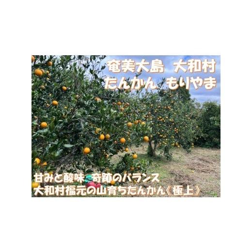 ふるさと納税 みかん・柑橘類 鹿児島県 大和村 ふるさと納税 鹿児島県大和村産 甘みと酸味 奇跡のバランス 大和村福元の山育ちたんかん[極上] Lサイズ…