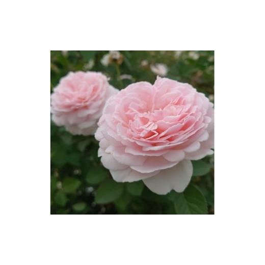 ふるさと納税 雑貨・日用品 苗木 埼玉県 飯能市 Apple Roses バラ苗 『いのり』 大苗6号ポット植え 52211051