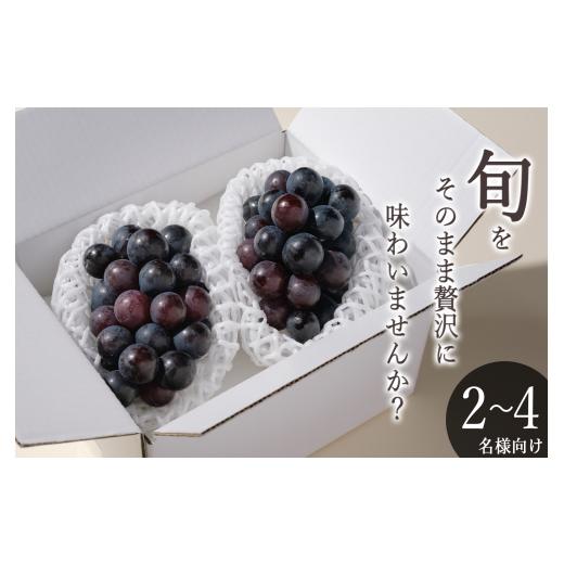 ふるさと納税 ぶどう 巨峰 山梨県 甲州市 甲州市産 種無し巨峰 2房入(約900g) 自然農法 2026年発送 (BNC)B-826 巨峰 ぶどう 大粒 葡萄 ブドウ 種なし 令和8…