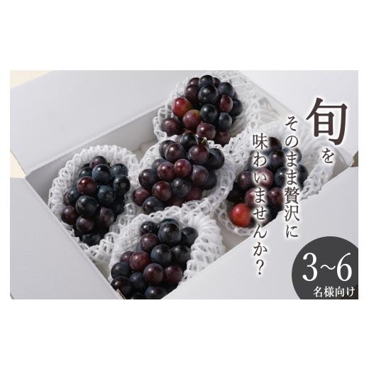 ふるさと納税 ぶどう 巨峰 山梨県 甲州市 甲州市産 種無し巨峰 4~5房入(約1.8kg) 自然農法 2026年発送 (BNC)B19-460 巨峰 ぶどう 大粒 葡萄 ブドウ 種なし …