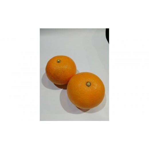 ふるさと納税 みかん・柑橘類 広島県 尾道市 訳あり 紅八朔 家庭用 5kg Mサイズ